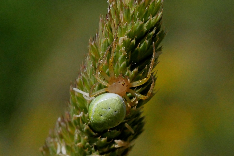 Araniella da identificare