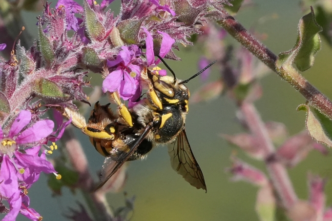 Probabile Megachilidae da identificare