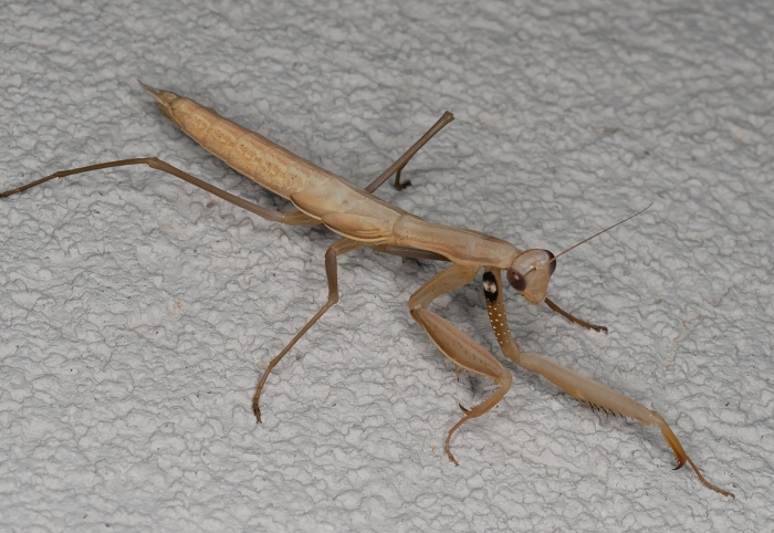Mantis religiosa da confermare