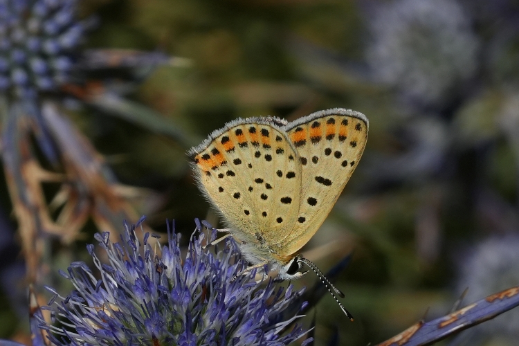 Lycaena tityrus?