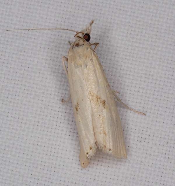 Piccola falena bianca da identificare.