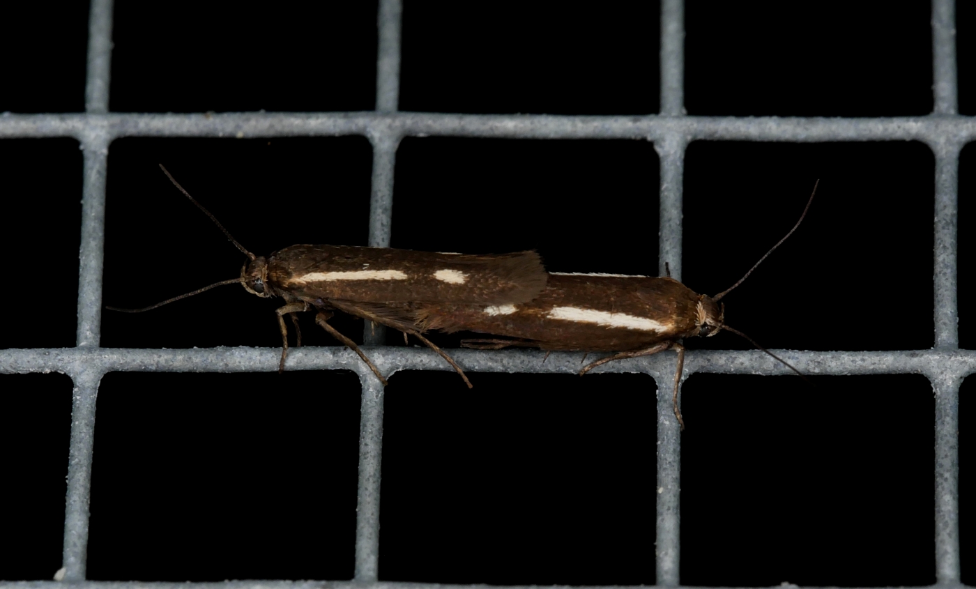 Piccole falene in accoppiamento da identificare