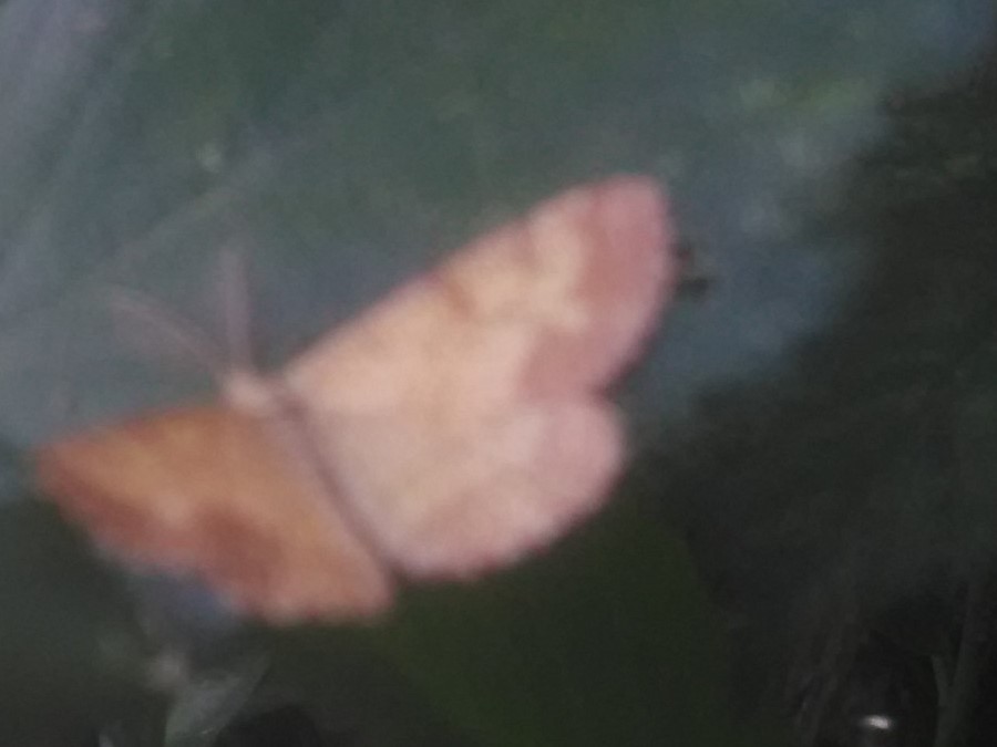 Polyommatus icarus, maschio (Lycenidae) e Ematurga atomaria, maschio (Geometridae)