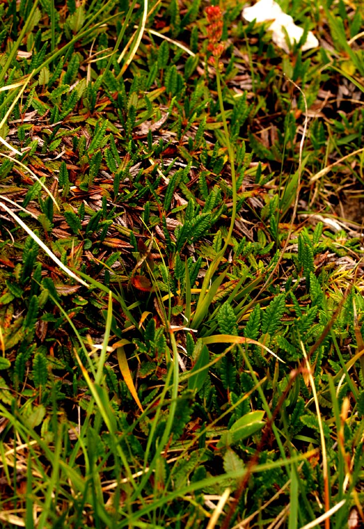 Ciampac (TN) : Tofieldia calyculata