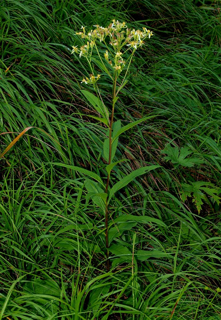 Senecio cacaliaster / Senecione biancastro