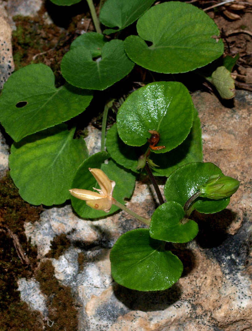 Viola cfr. rupestris