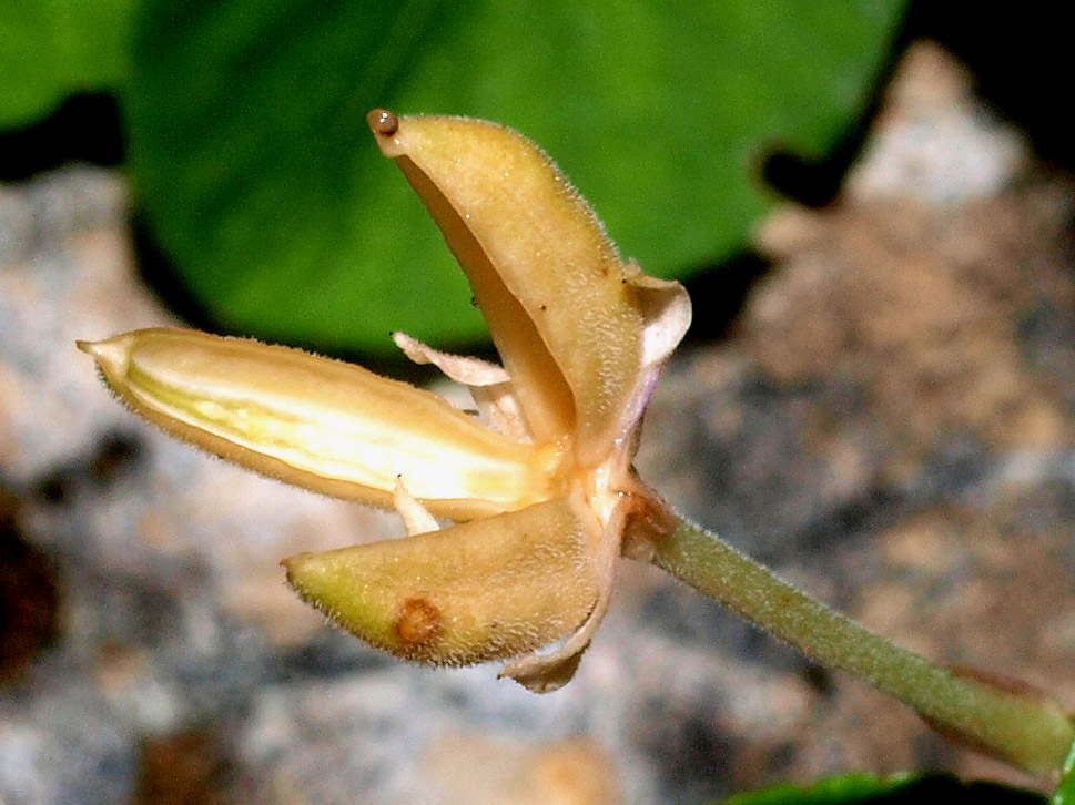 Viola cfr. rupestris