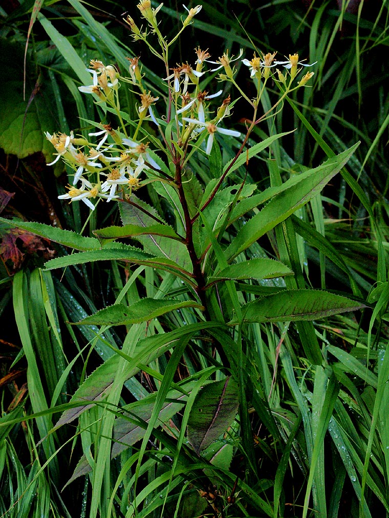 Senecio cacaliaster / Senecione biancastro