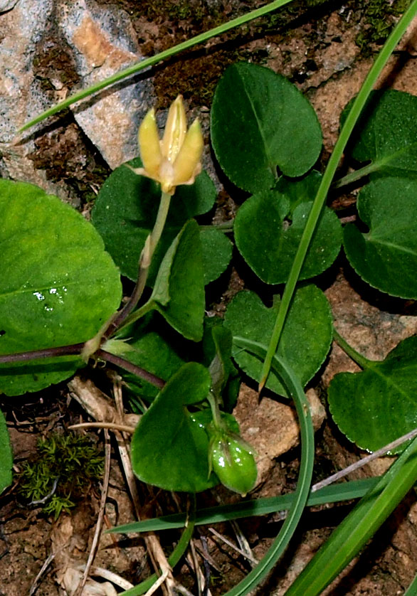 Viola cfr. rupestris