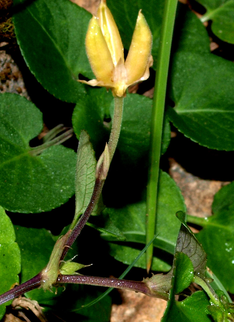 Viola cfr. rupestris