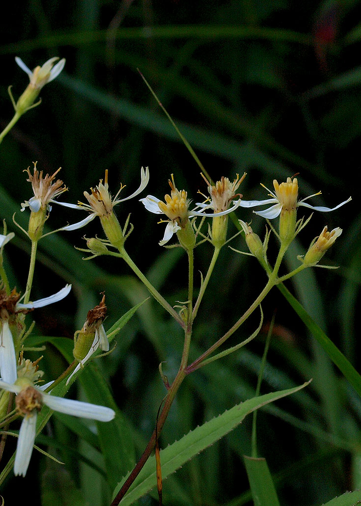 Senecio cacaliaster / Senecione biancastro