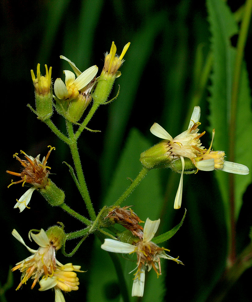 Senecio cacaliaster / Senecione biancastro