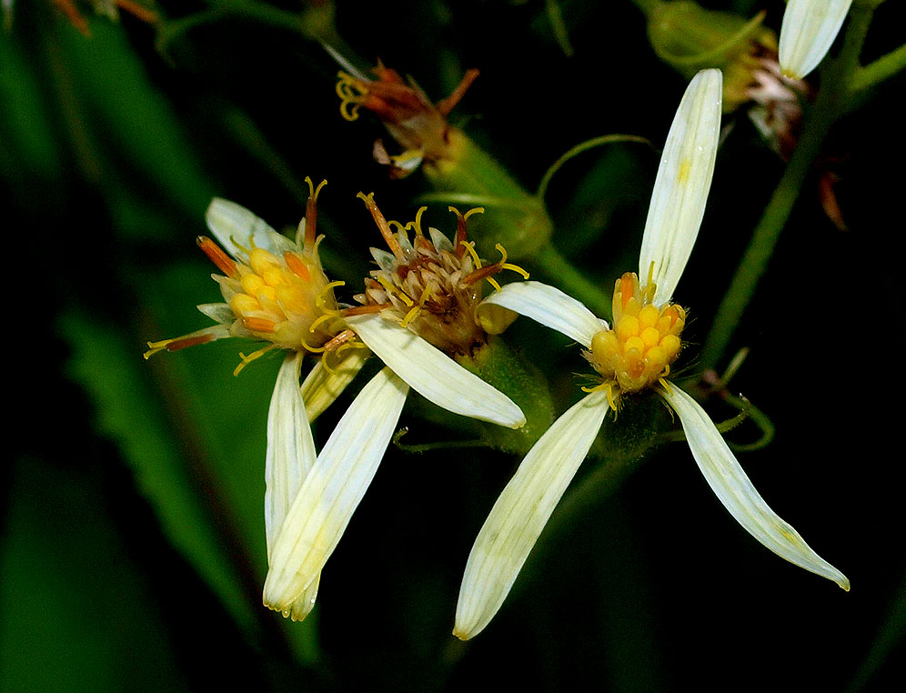 Senecio cacaliaster / Senecione biancastro