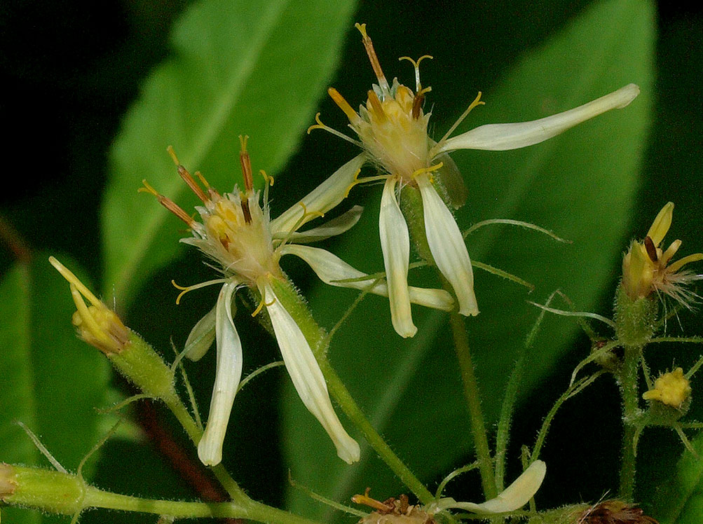 Senecio cacaliaster / Senecione biancastro