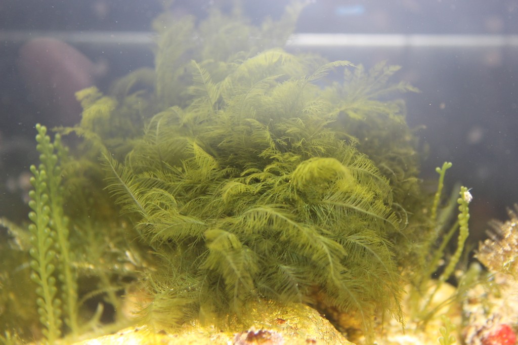 Identificazione alga mediterranea