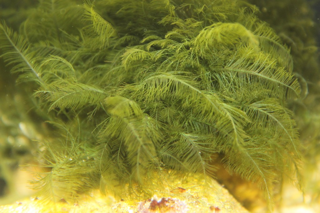 Identificazione alga mediterranea