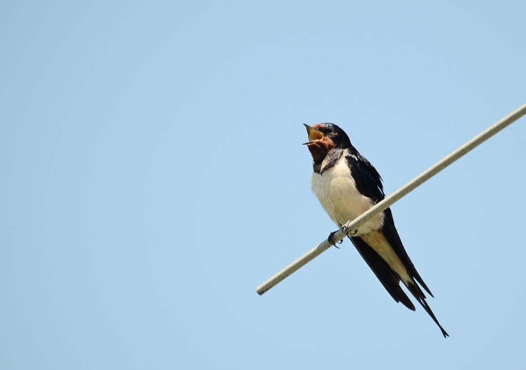 il Birdwatching al tempo del Covid 19