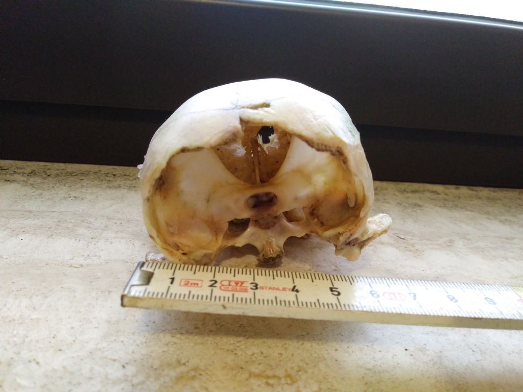 Cranio di... giovane cinghiale