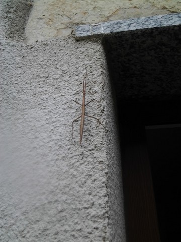 insetto stecco
