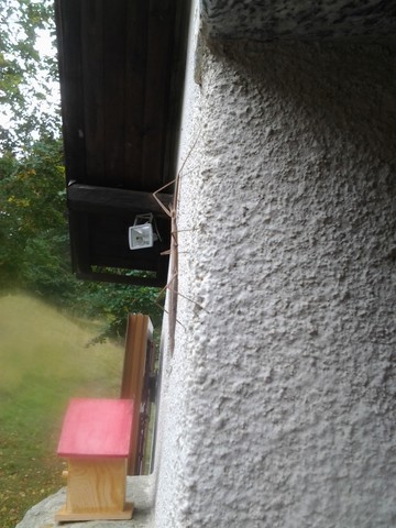 insetto stecco