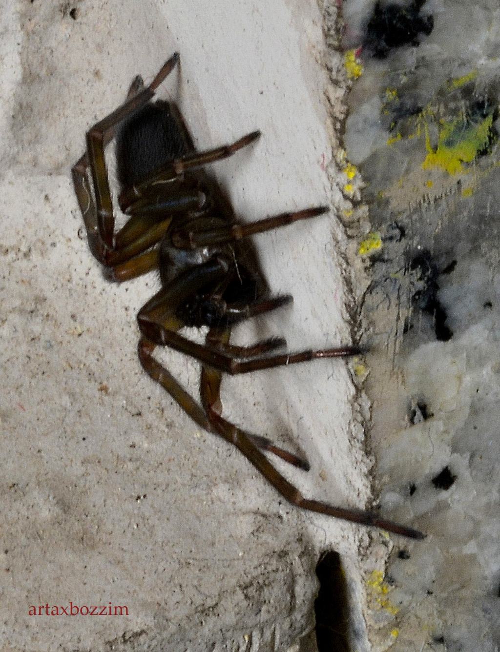 Amaurobius sp. e Steatoda triangulosa - Piacenza