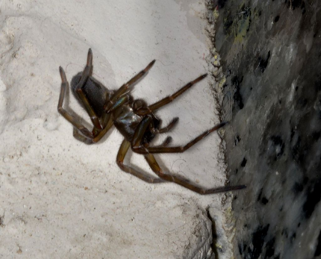 Amaurobius sp. e Steatoda triangulosa - Piacenza