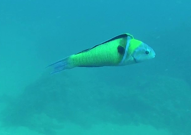 Thalassoma pavo da Cabo de Palos (Spagna)