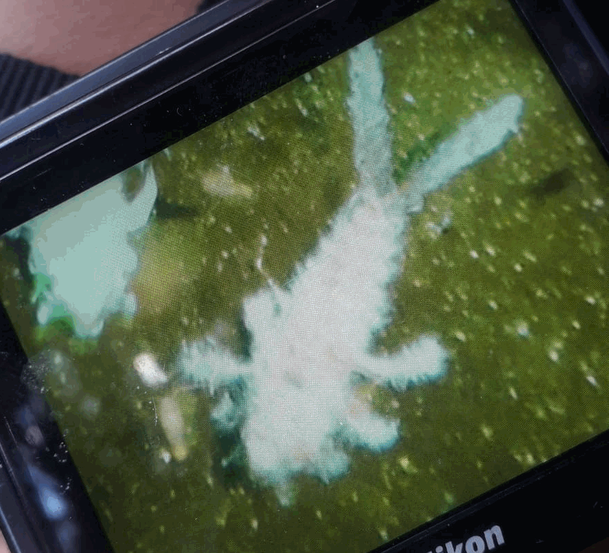 larva nello Specchio di Venere a Pantelleria