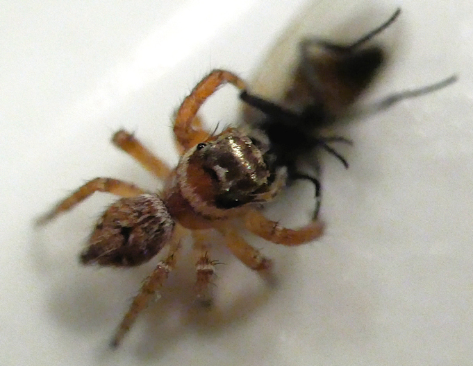 Salticidae: Evarcha jucunda