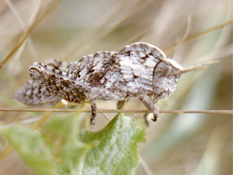 Pamphagus cfr. sardeus (Pamphagidae)