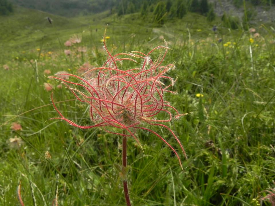 Valle d''Aosta - Geum montanum