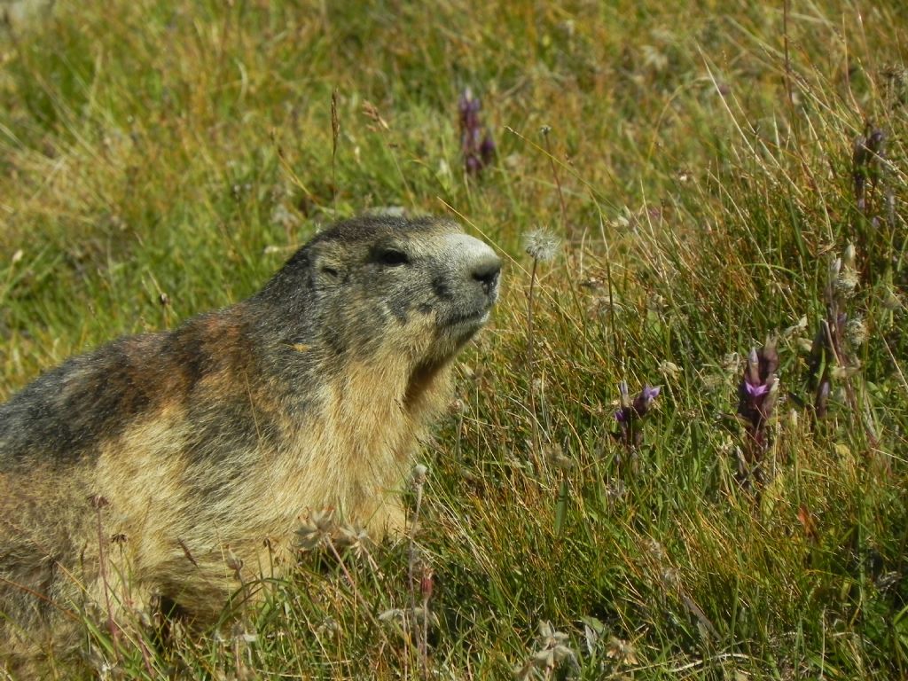 Marmotte, marmotte e ancora marmotte !!!