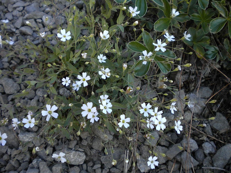 Atocion rupestre (=Silene rupestris) / Silene delle rupi
