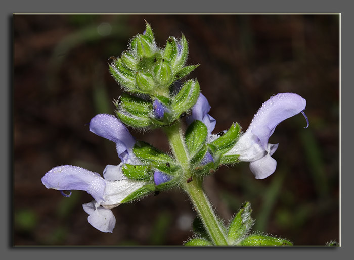 Fiore di Salvia (quiz)