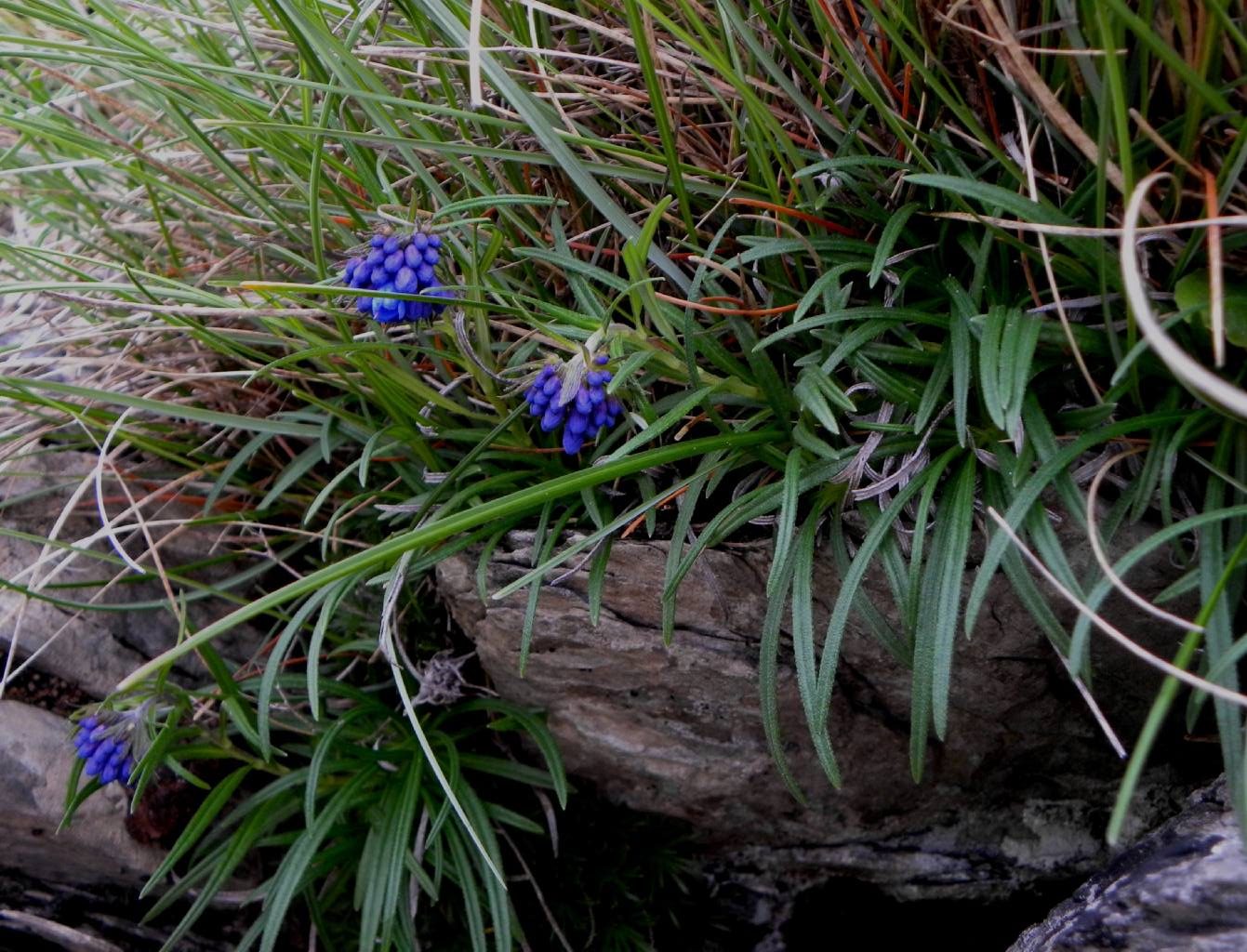 Moltkia suffruticosa subsp. bigazziana/Erba perla di Bigazzi