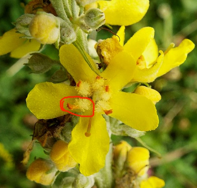 Quale verbascum ?    V. lychnitis