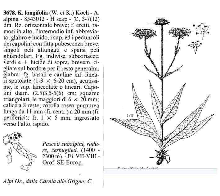 Knautia longifolia / Ambretta alpina