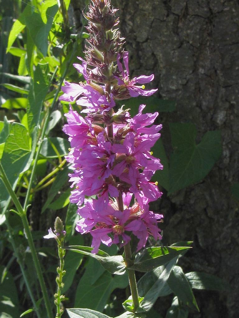 al Lago del Segrino - Lythrum salicaria (Myrtales - Lythraceae)