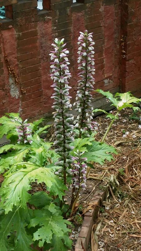 Acanthus mollis / Acanto comune