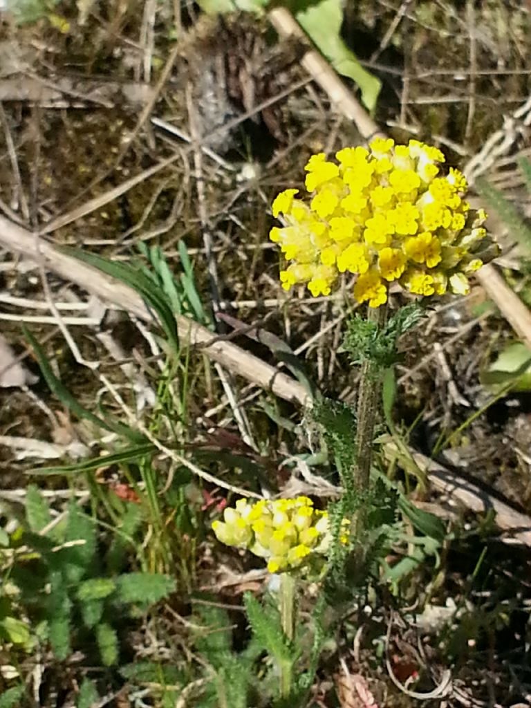 Achillea filipendulina / Millefoglio a foglie di Filipendula