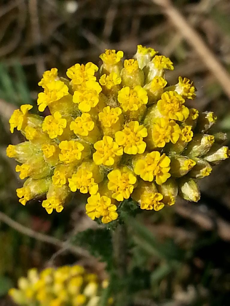 Achillea filipendulina / Millefoglio a foglie di Filipendula