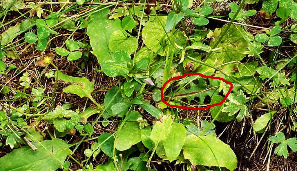 Asteracea:  Hypochaeris uniflora