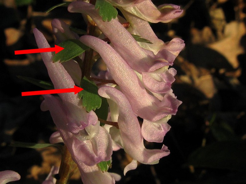 Corydalis cava (Papaveraceae)