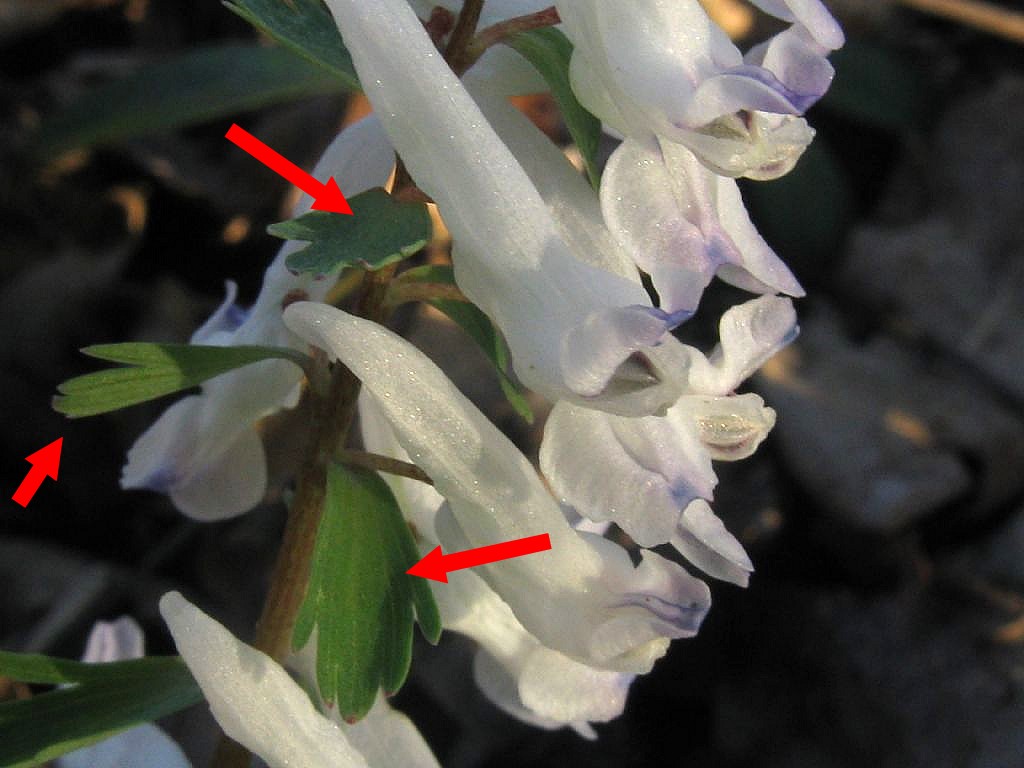 Corydalis cava (Papaveraceae)