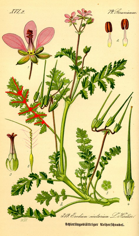 Erodium...? No!  Geranium robertianum