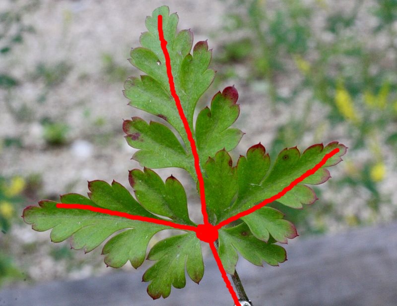 Erodium...? No!  Geranium robertianum