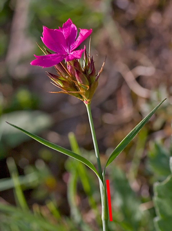 Dianthus da identificare: Dianthus cfr. carthusianorum