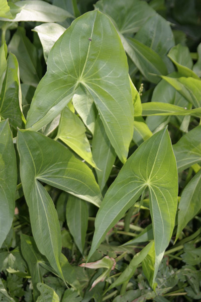 Sagittaria latifolia / Sagittaria americana (quiz)