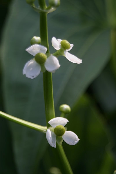 Sagittaria latifolia / Sagittaria americana (quiz)