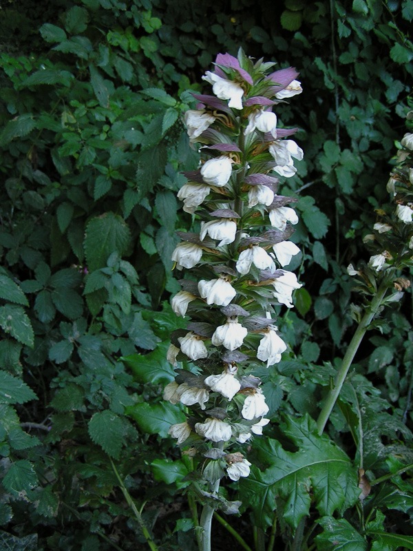 Acanthus mollis / Acanto comune, Branca orsina, Brancalupo